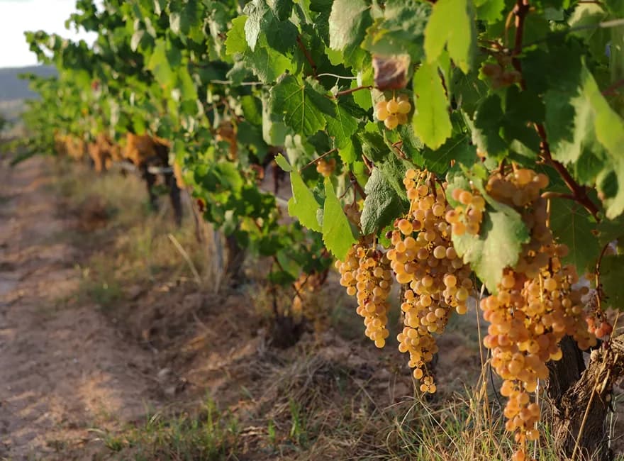 Finca l'Argatà — Celler dels Panals