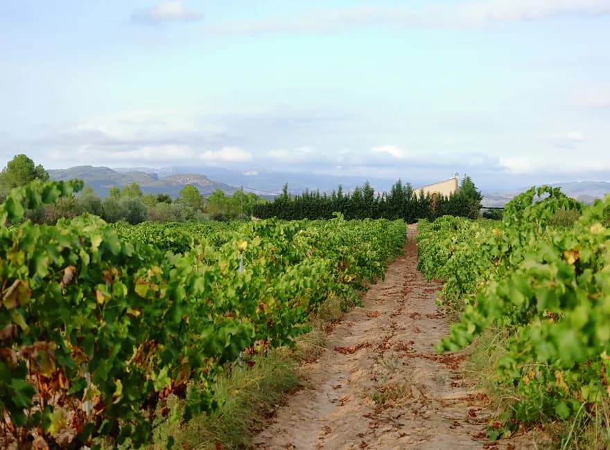 Finca Camí Tivissa — Celler dels Panals