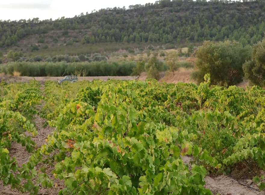 Finca Plana de Fendi — Celler dels Panals