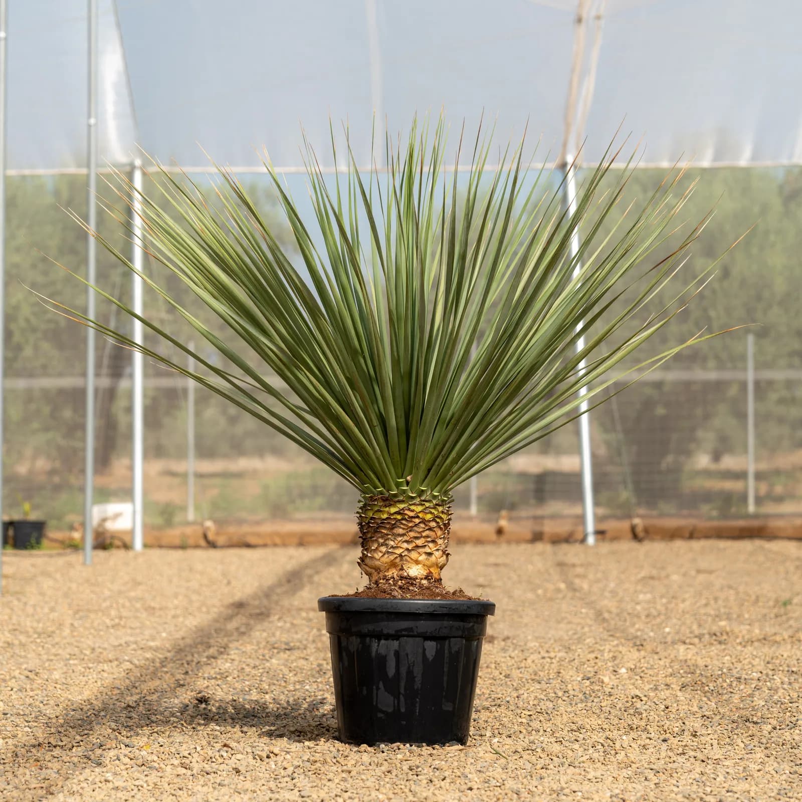 Colección de palmeras — Naturpalm