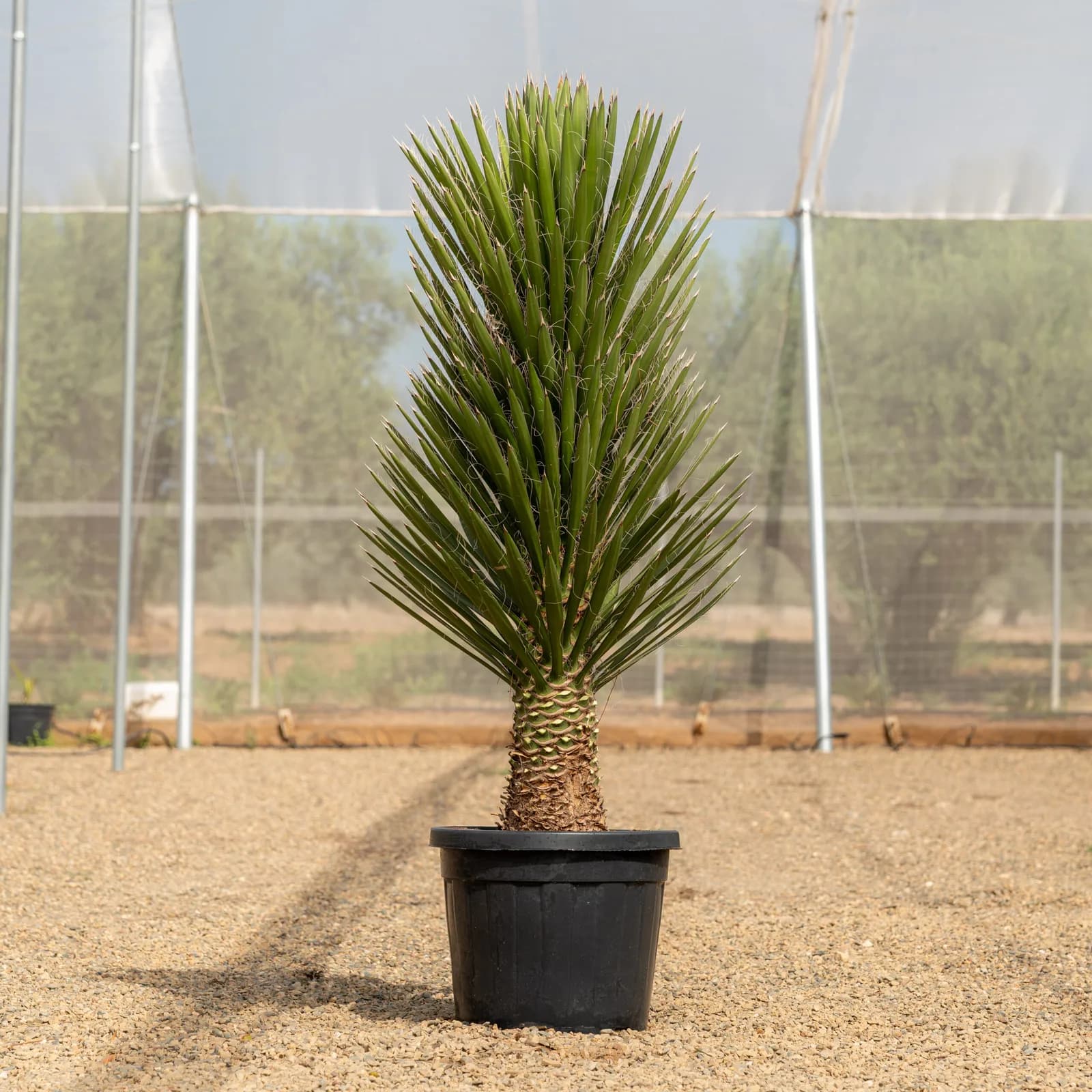 Detalle de palmera — Naturpalm