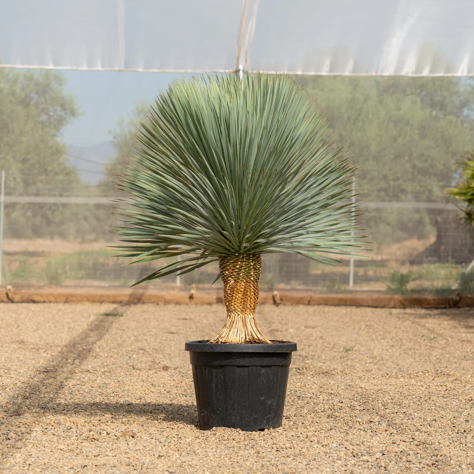 Palmeras mediterráneas — Naturpalm