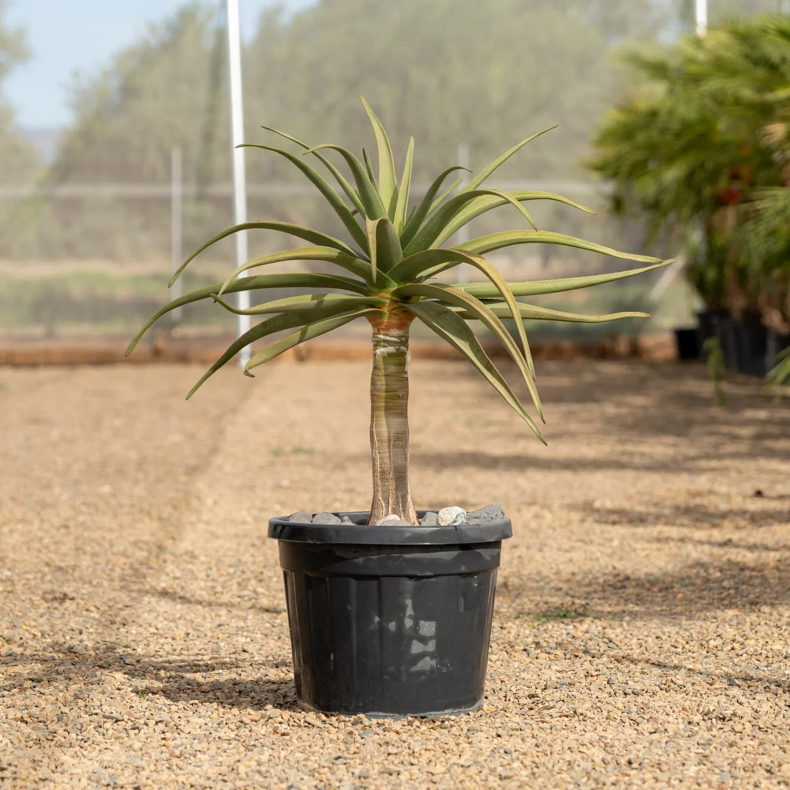 Palmera en vivero — Naturpalm