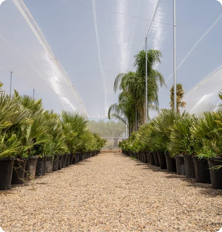 Vista del vivero — Naturpalm