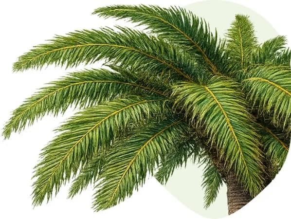 Palmera de jardín — Naturpalm